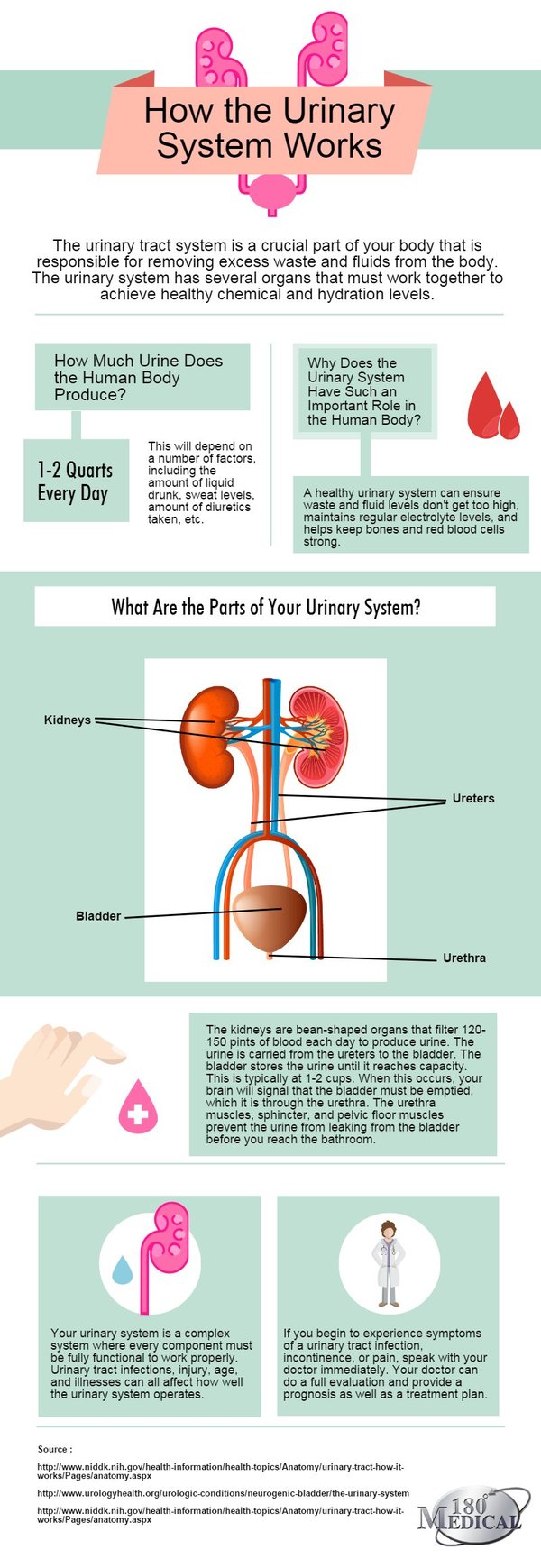 How the Urinary System Works