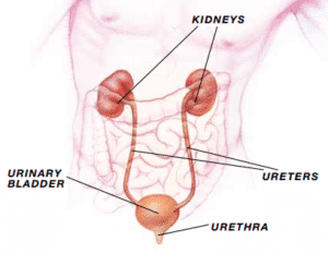 urostomy urinary system
