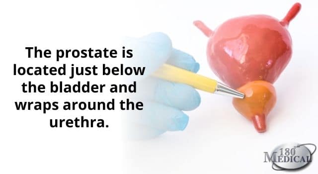 Prostate location below bladder